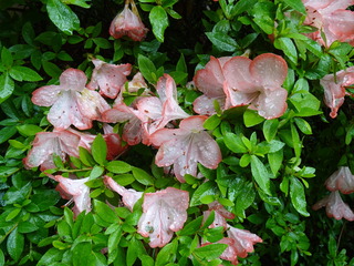 DSC00284.JPG