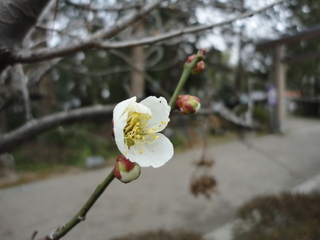 DSC00471.JPG