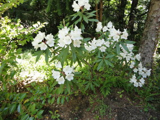 DSC02969.JPG