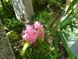 DSC03016.JPG