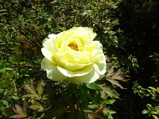 DSC03018.JPG