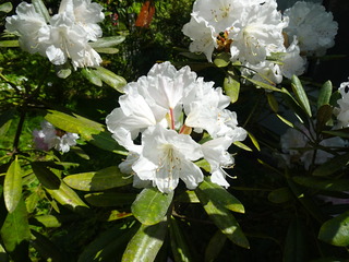 DSC03036.JPG