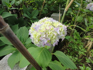 DSC09854.JPG