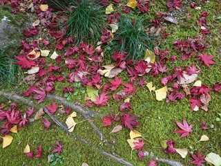 DSC_1910.JPG